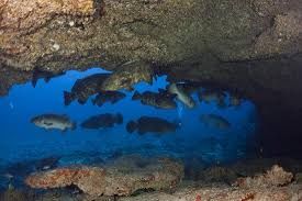 Hole in the Wall - Goliath grouper aggregation is common in this site